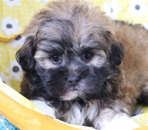 Please check this page and get email alerts for when we have a new animal (or, if you want a puppy, sign up for love train emails). Shichon Puppy for Sale - Adoption, Rescue for Sale in ...
