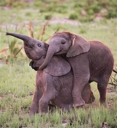 Baby Elephant Cuddles😍 Relephants