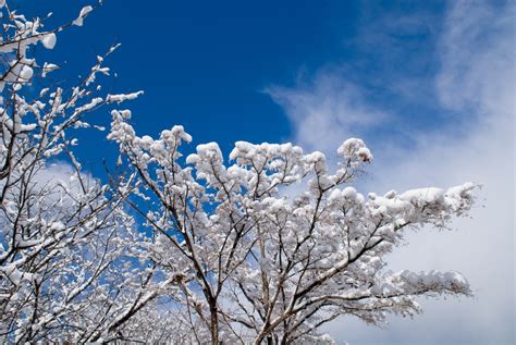 Jeffrey Friedls Blog More Snow In Kyoto Pretty Pictures This Time