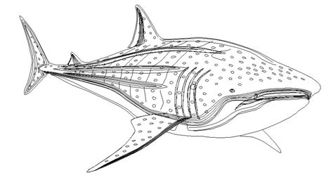 Dynamic Shark Fish 2d Side Elevation Block Drawing Details Dwg File