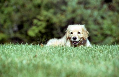 Shallow Focus Shot Of A Cute Golden Retriever Puppy Resting On A Grass
