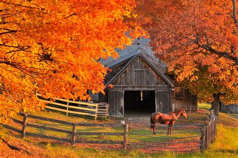 A Horse Standing In Front Of A Barn Surrounded By Fall Foliage And