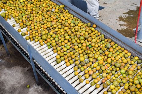 Minister Of Agriculture Appoints Citrus Working Group The San Pedro Sun