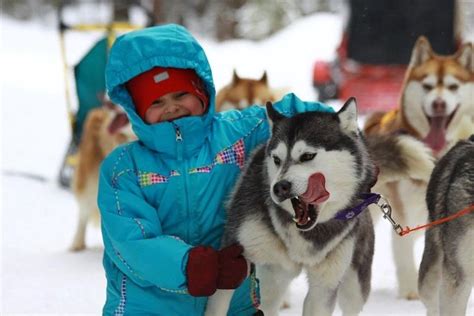 2024 Dog Sledding Near Moscow Provided By Top Step Travel