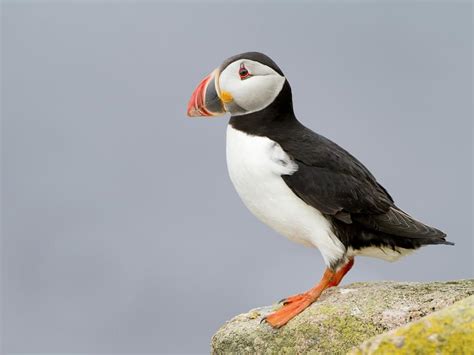 Puffin Bird Facts Fratercula Arctica Birdfact