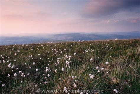 Dartmoor Photos Cotton Grass At Dusk On Holne Moor