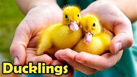 Ducks As Pets Cute Duckling Facts For Kids Youtube