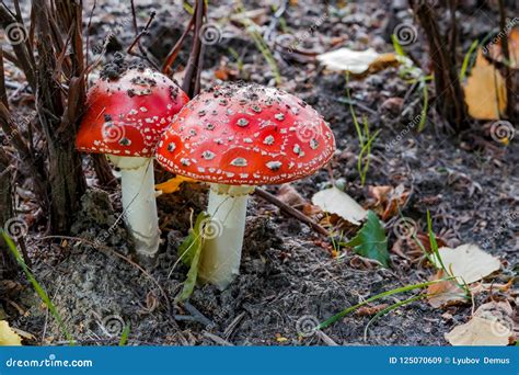 Non Edible Mushrooms All Mushroom Info