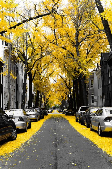 The Worlds Most Marvelous Streets Shaded By Flowers And Trees