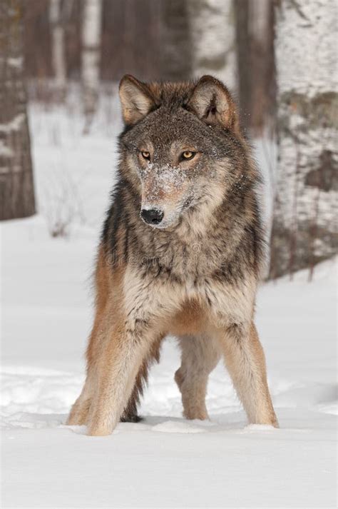 Il Lupo Grigio Lupus Di Canis Sta Nella Neve Fotografia Stock