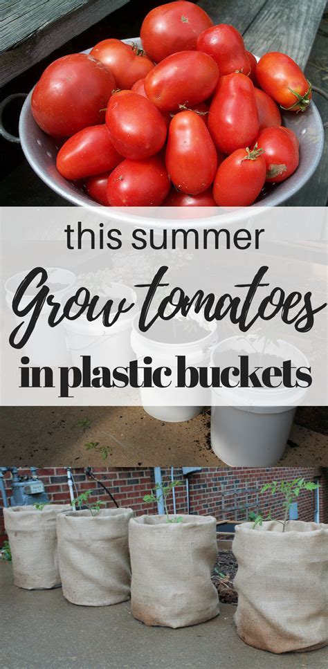 Grow Tomatoes In 5 Gallon Buckets Vegetable Garden Growing Tomatoes