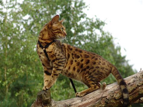 Bengal cats were first recognized as an experimental breed by tica in 1983 and received full recognition in 1993. Beautiful Bengal cat on a tree wallpapers and images ...