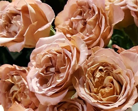 Spray Rose Good Peach Spray Rose Roses Flowers By Category