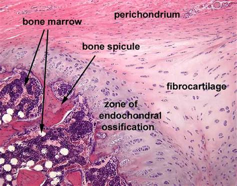 Cartilage Basic Science Orthobullets