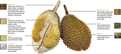 Engaged in the export of processed fruit. Durian Harvests - Musang King Durian Investments