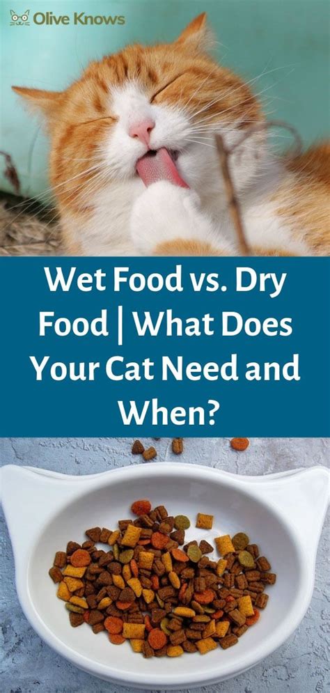 Food changes can cause stomach if you are going to change food, your pet should be gradually weaned over the course of five to seven days. Wet Food vs Dry Food | What Does Your Cat Need and When ...