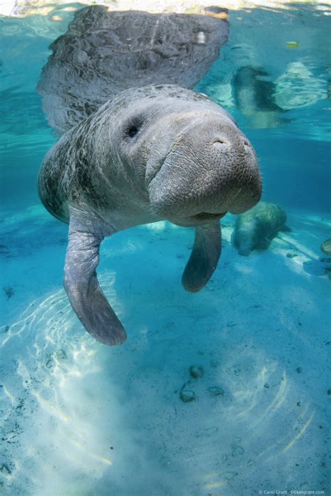 Underwater Manatee Gallery By Carol Grant Sea Mammal Mammals