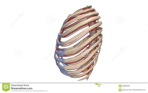 Ribs With Ligments And Arteries Lateral View Stock Illustration