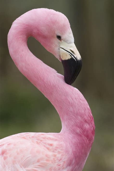 Pin On Flamingos Swans And Other Birds