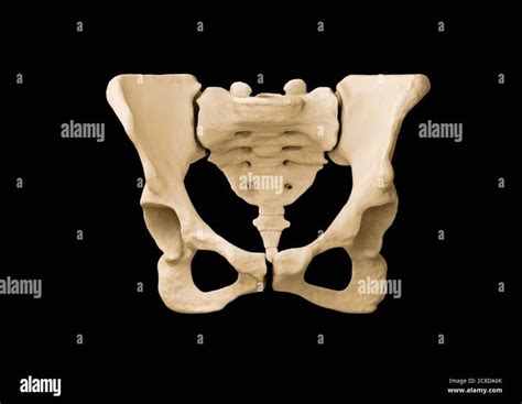 Descargar Esta Imagen Pelvis Esqueleto Humano Anatom A Del Hueso