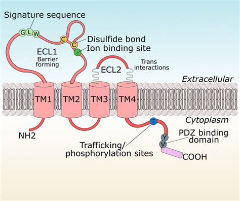 Structure Of Claudin 5 Claudin 5 Consists Of 4 Transmembrane Domains
