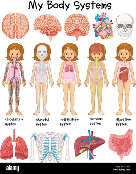 Les Systèmes Du Corps Humain Illustration Diagramme Image Vectorielle