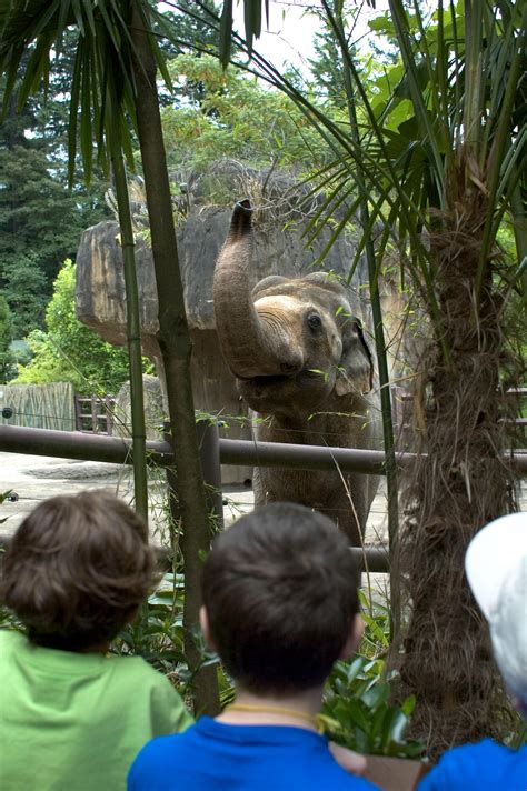 Oregon Zoo Euthanizes Asian Elephant Tusko Kval