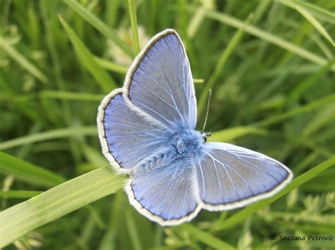 Small Common Blue Butterfly Polyommatus Icarus On The Grass In The
