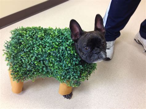 A french bulldog named romeo. Click visit site and Check out Cool "French Bulldog" T ...