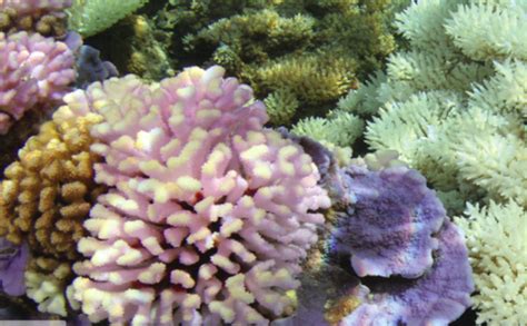 Bookofjoe Dying Coral Reefs Turning Neon