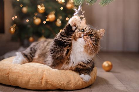 Weihnachten Mit Katze Tipps Zum Sicheren Feiern Zooplus