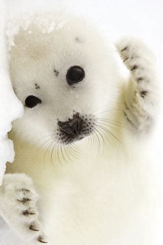 Check spelling or type a new query. Download Baby Harp Seal iPhone Wallpaper - Mobile ...
