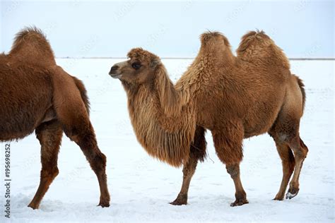 Bactrian Camels Camelus Bactrianus In Winter The Bactrian Camel Is A