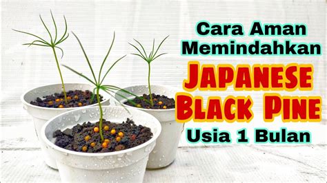 Pemindahan Japanese Black Pine Usia Bulan YouTube