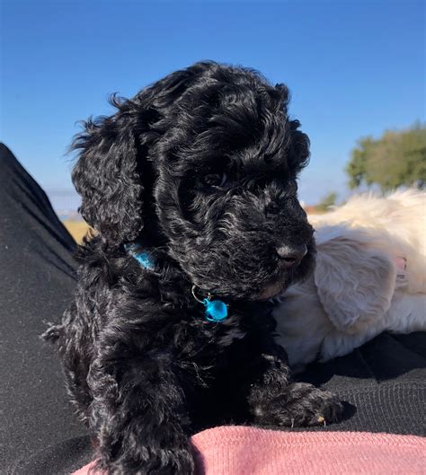 We have f1 goldendoodles and f1b goldendoodles. Paul is an F1B black goldendoodle with a white mismark on ...
