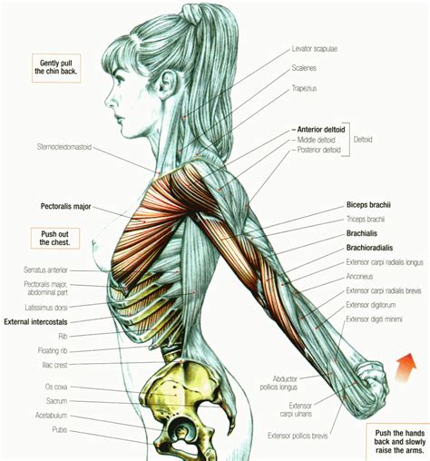 Female Shoulder Muscles Diagram Shoulder Muscles Anatomy And