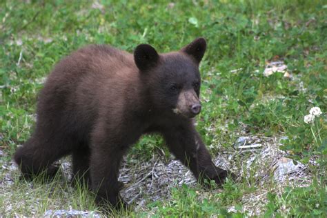 Black Bears Lizbarrett Whistlers Wild Things