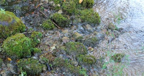 River Flow In The Forest Through Moss Covered Stones Stock Photo