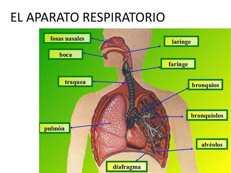 Las Partes Del Sistema Respiratorio