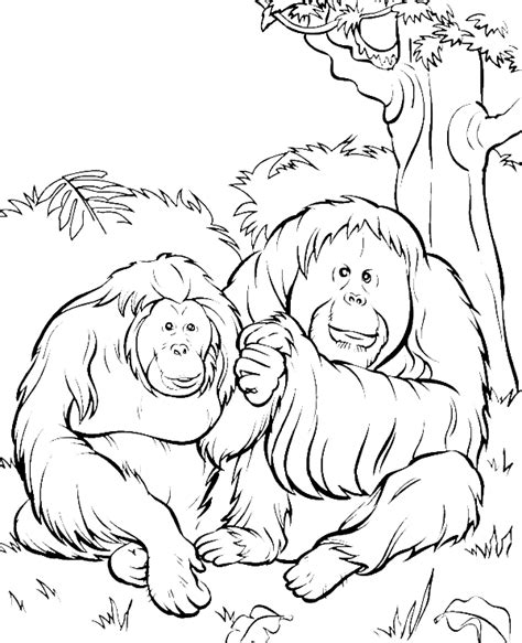 Two Orangutans In The Jungle Coloring Pages Animal Coloring Pages