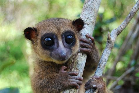 Big Eyed Fluffy Tailed Lemur Species Discovered