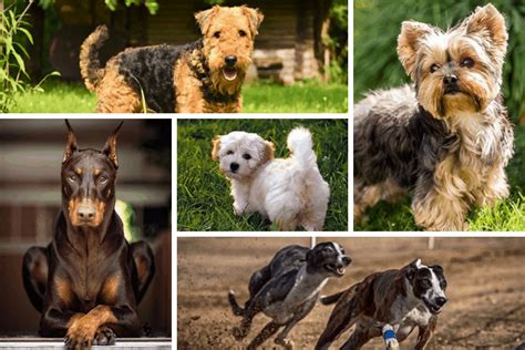 Looking For Dog Breeds That Dont Shed Heres A Compilation Of 60