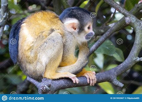 Wrapped Tail Of Squirrel Monkey Stock Image Image Of Tree Wiev