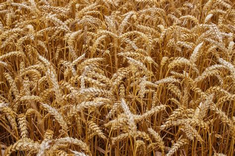 Download Free Photo Of Wheatgraincropsbreadharvest From