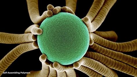 Most Amazing Microscopic Images Youtube