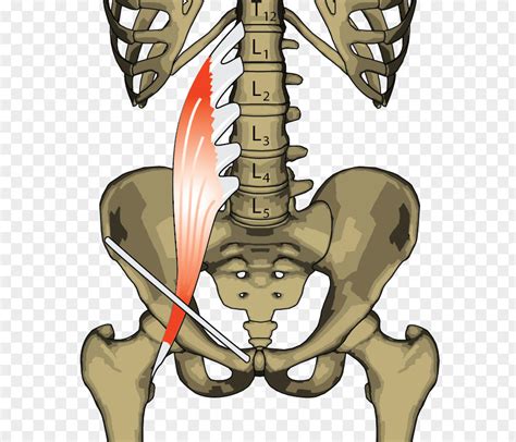 Iliopsoas Psoas Major Muscle Anatomy Hip Png Image Pnghero