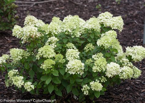 Little Lime Panicle Hydrangea Hydrangea Paniculata Images Proven