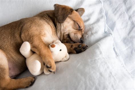 5 Tips Para Ayudar A Tu Cachorro A Dormir Toda La Noche Mis Animales