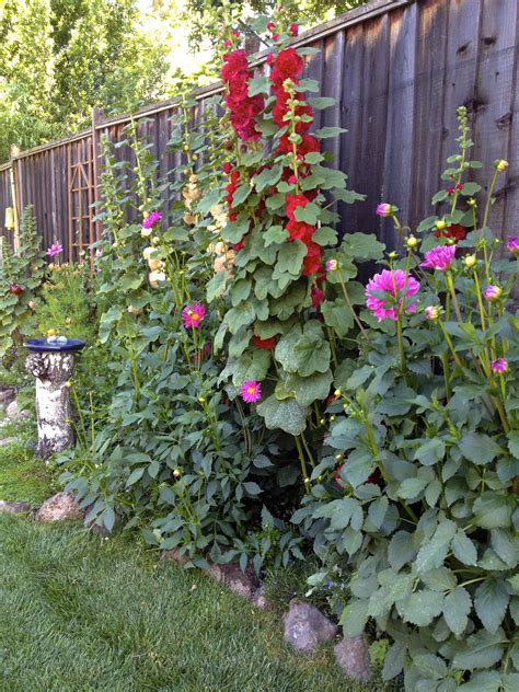 Hollyhock And Dahlias By Fence Container Gardening Patio Container