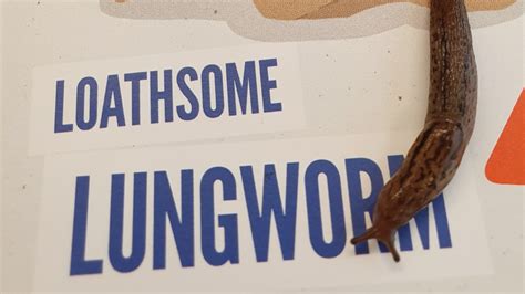 Lungworm Warning The Veterinary Centre